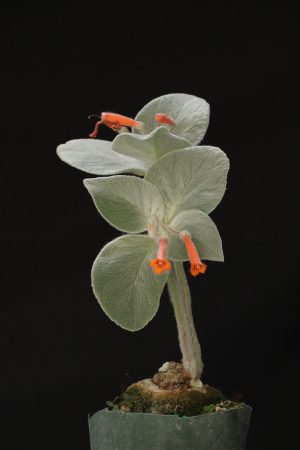 Sinningia leucotricha (3" pot)