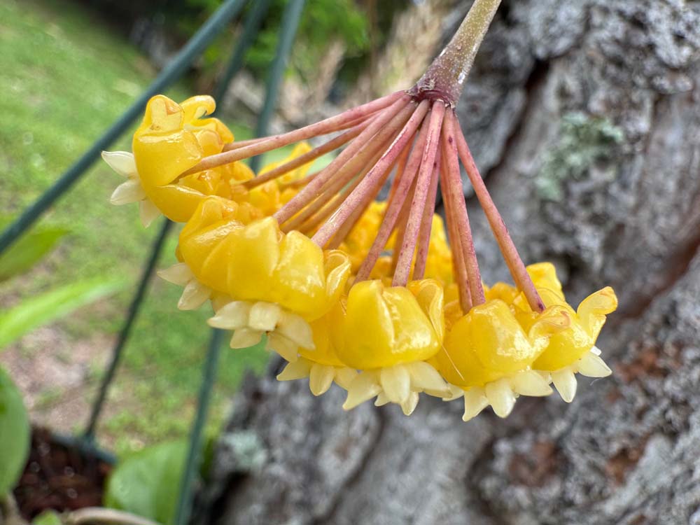 Hoya 'Golden Phoenix' GN-08 (H. ilagiorum x unknown) (3″ pot