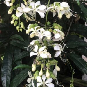 Clerodendrum wallichii - Bridal's Veil (4" pot)