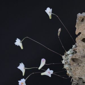 Conchidium extictorium- mounted (Miniature)