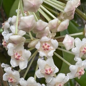 Hoya oreogena (4" pot)