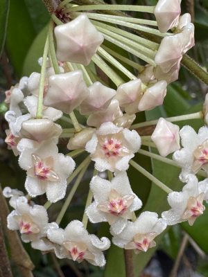 Hoya oreogena (4" pot)