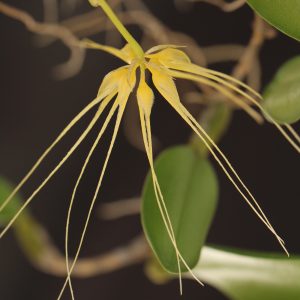 Bulbophyllum vaginatum (mounted)- Please email us for availability