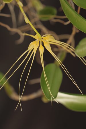 Bulbophyllum vaginatum (mounted)- Please email us for availability