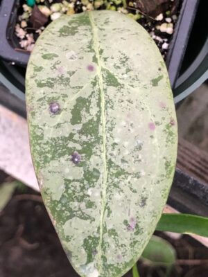 Hoya rintzii from Borneo (3" pot)