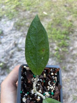 Hoya 'Tequila Sunrise' MB-1280-H (2.5" pot) - Image 5