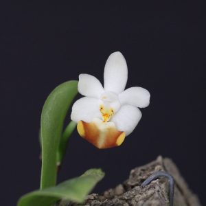 Phalaenopsis lobbii - mounted (Miniature)