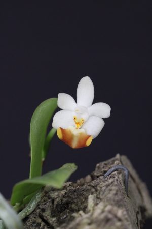 Phalaenopsis lobbii - mounted (Miniature)