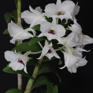 Dendrobium sanderae v. luzonicum x sib var. major (4" pot)