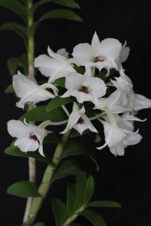 Dendrobium sanderae v. luzonicum x sib var. major (4" pot)
