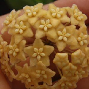 Hoya ischnopus (2" pot)
