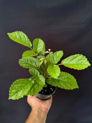 Tabebuia chrysotricha - Golden Trumpet Tree (4" pot) - Image 3