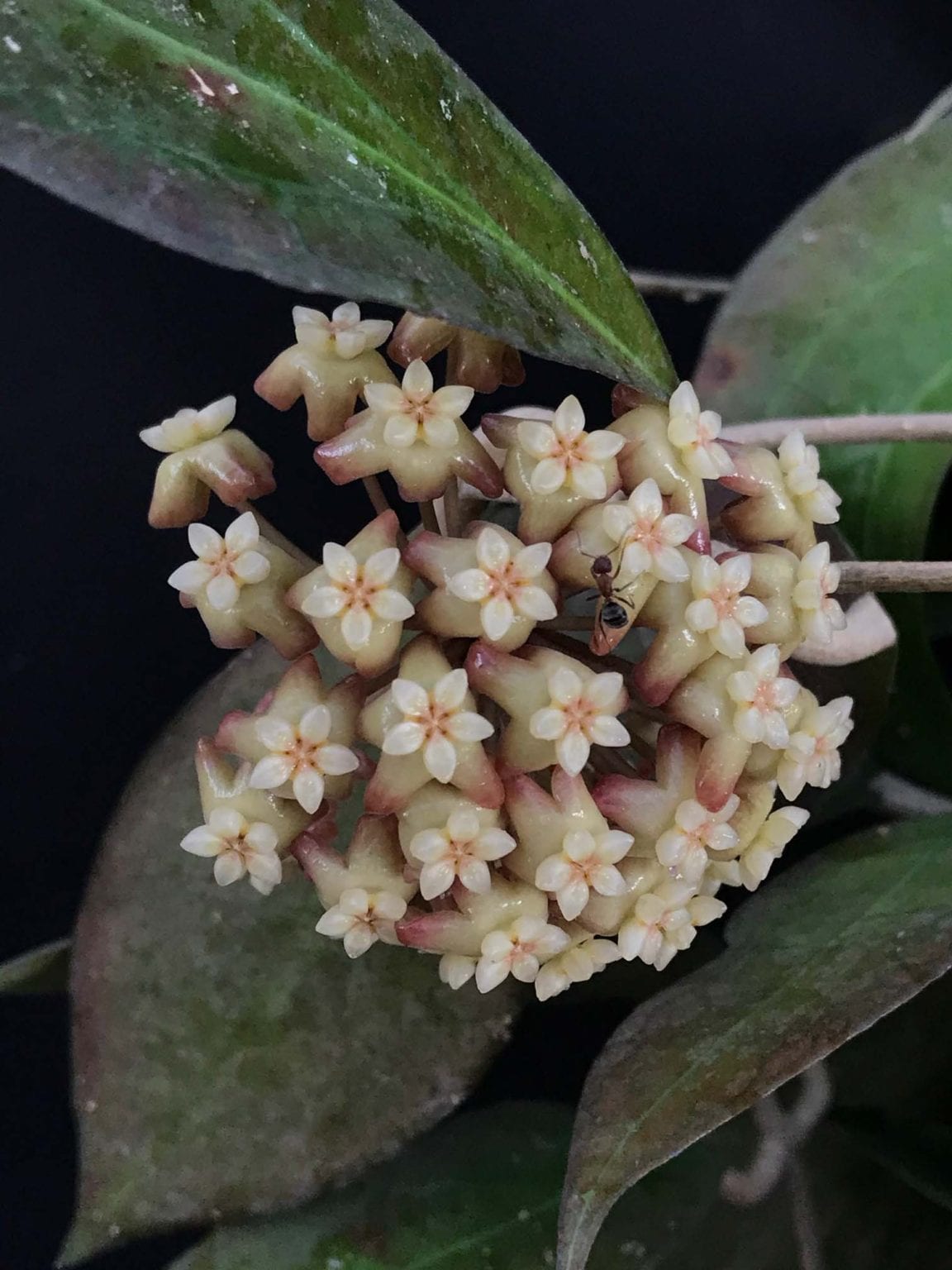 Hoya ‘Tequila Sunrise’ MB1280H (4″ pot) Gardino Nursery