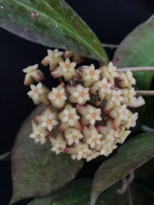 Hoya 'Tequila Sunrise' MB-1280-H (2.5" pot) - Image 7