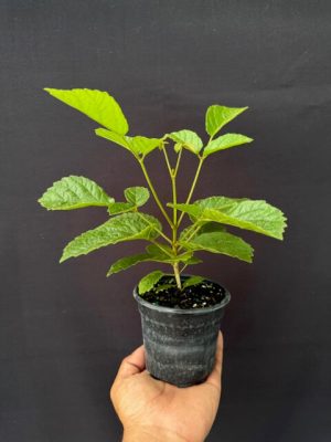 Tabebuia chrysotricha - Golden Trumpet Tree (4" pot) - Image 2