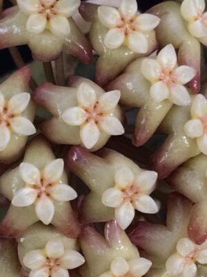 Hoya 'Tequila Sunrise' MB-1280-H (2.5" pot) - Image 8