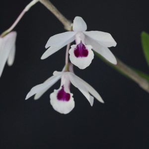 Dendrobium transparens- mounted