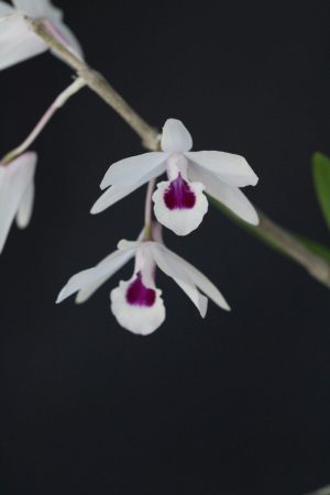 Dendrobium transparens - mounted