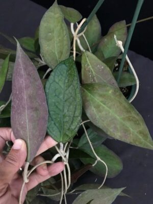 Hoya 'Tequila Sunrise' MB-1280-H (2.5" pot) - Image 11