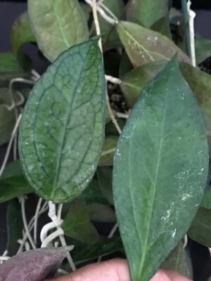 Hoya 'Tequila Sunrise' MB-1280-H (2.5" pot) - Image 9