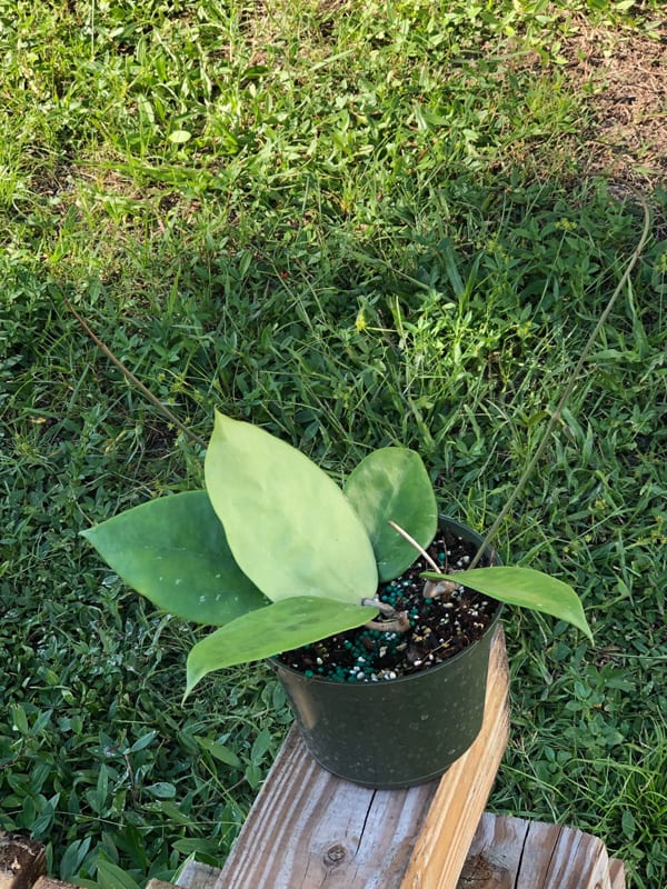 Hoya citrina IML 0734 (5" pot) - Image 2