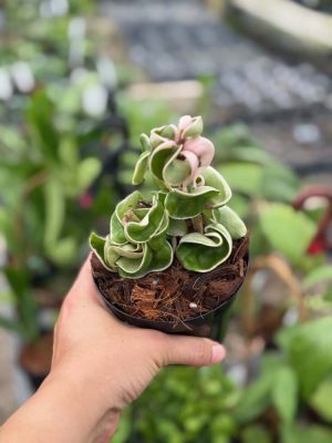 Hoya compacta 'Regalis' - Variegated Rope Hoya (4" pot) - Image 2
