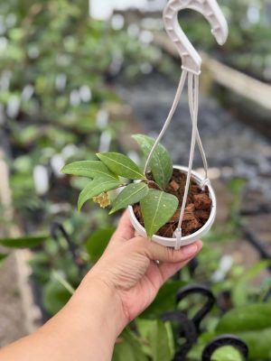 Hoya amicabilis (3" pot) (mature to bloom) - Image 3