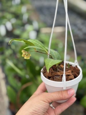 Hoya amicabilis (3" pot) (mature to bloom) - Image 2