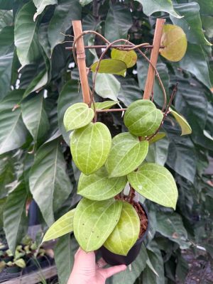 Hoya latifolia (Sarawak/cream flowers???) (5" pot)