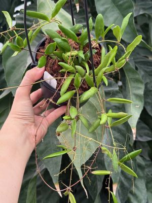 Hoya loheri (5" hanging basket)