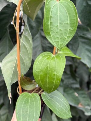 Hoya latifolia (4" pot) - Image 2