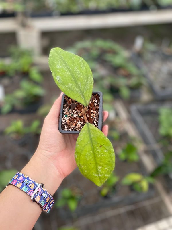 Hoya sp. Chicken Farm (3.5" pot) (Our OG) - Image 4