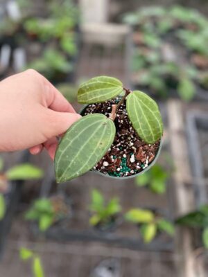 Hoya latifolia IML 1204 (former H. tjadasmalangensis) (4" pot) - Image 3