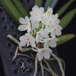 Ascocentrum ampullaceum var. alba- 4" pots