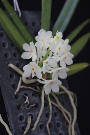 Ascocentrum ampullaceum var. alba- 4" pots