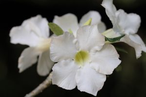 Adenium 'Mystique'- Please email for availability - Image 2
