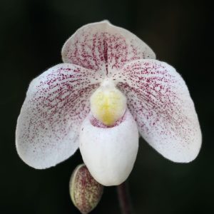 Paphiopedilum Snow Squall 4" pots
