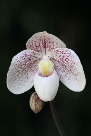 Paphiopedilum Snow Squall 4" pots