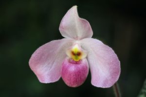 Paphiopedilum Ho Chi Minh 4" pots