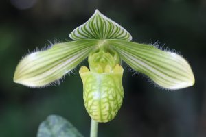 Paphiopedilum venustum alba 'Lisa x Torrence'