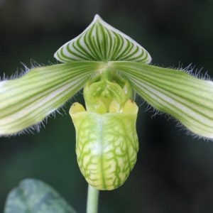 Paphiopedilum venustum alba 'Lisa x Torrence'