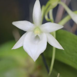 Angraecum leonis (mounted)