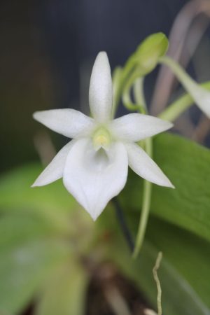 Angraecum leonis (mounted)