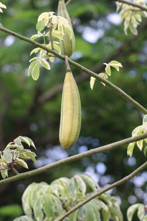 Ceiba pentandra 'Variegata'  - Variegated Kapok Silk Floss Tree (GRAFTED) (4" pot) - Image 10