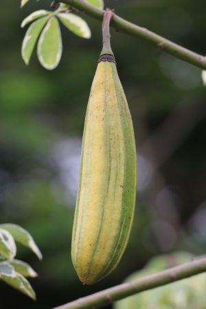 Ceiba pentandra 'Variegata'  - Variegated Kapok Silk Floss Tree (GRAFTED) (4" pot) - Image 11