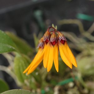 Bulbophyllum skeatianum 'Orange' (Mounted)