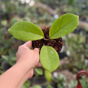Hoya 'Waffle Queen' RHM-1022 (4" pot)
