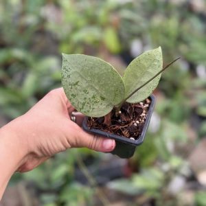 Hoya verticillata (heart-shape, silver) (3" pot)