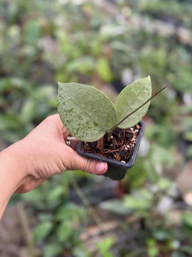 Hoya verticillata (heart-shape, silver) (2.5″ pot) – Gardino