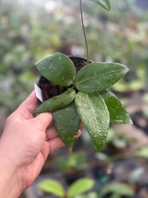 Hoya sp. EPC-209 x unknown (4" pot)